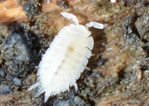 Platyarthrus hoffmannseggii